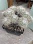 Preview: Mammillaria parkinsonii